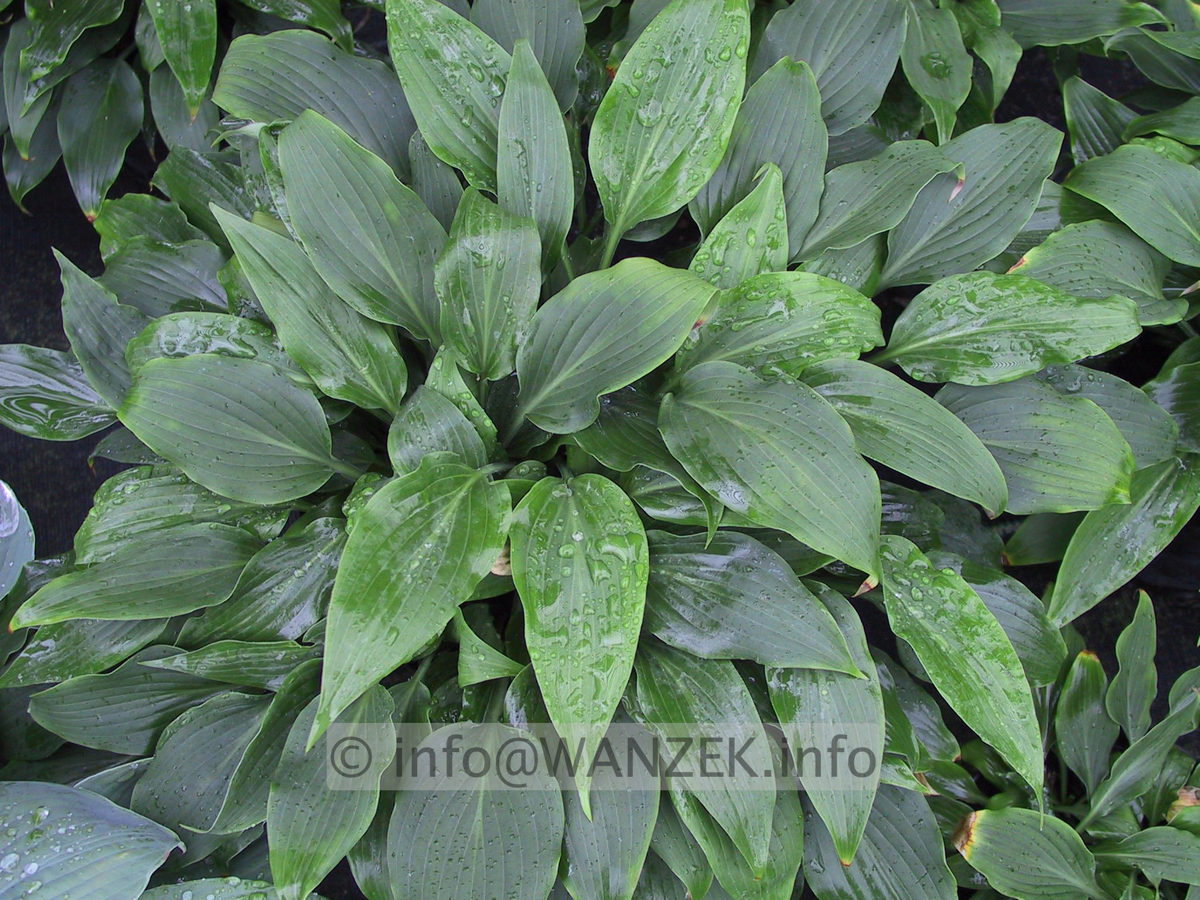Hosta aequinoctiiantha.JPG